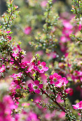 Fototapeta premium Spring background of sunny garden scene of the pink red flowers of the Australian native Leptospermum tea tree Riot cultivar, family Myrtaceae
