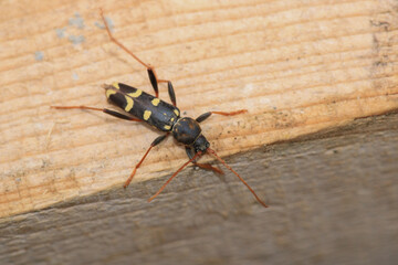 Neoclytus yellow striped insect photo