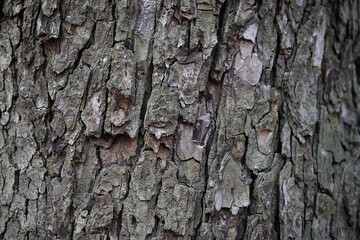 Bark of an old tree close up. Large tree trunk background. Tree bark texture. Natural background.