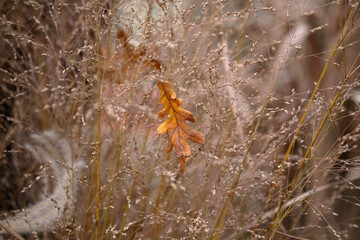 Yellow oak leaf in a field on dry grass. The arrival of autumn. Selective focus, bokeh. The theme of loneliness, reflections. Autumn season romantic background.