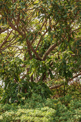 tree with twisted branches