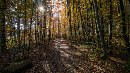 Sonnenstrahlen scheinen auf den herbstlichen Waldweg