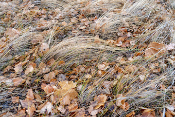 Dry autumn maple leaves lie on the ground among dry grass.