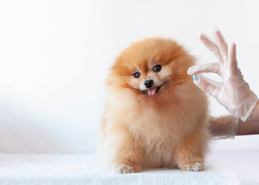 The hand gives a blue pill to a small pomeranian dog of orange color