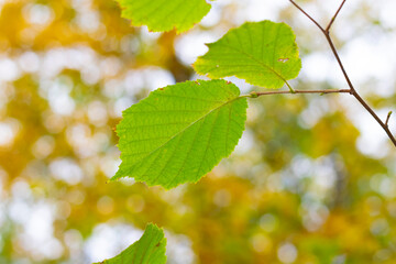 Another green leaf on a tree against the background of blurred autumn yellowed leaves. The background is blurred.