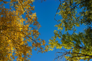 The yellow and green foliage of two trees standing side by side against the blue sky. Bottom-up view.