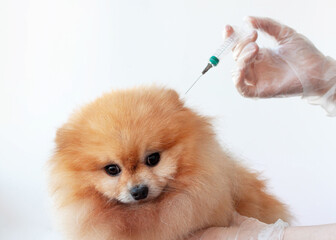 A hand in a medical glove holds a syringe over the head of a small dog, an orange-colored pomeranian close-up