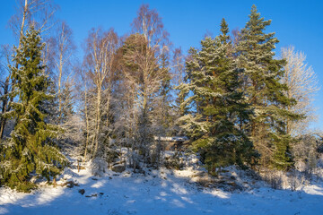 Winter landscape by a forest grove