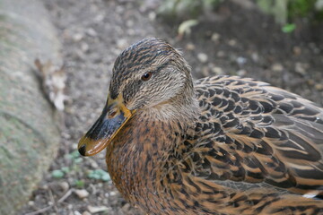 Portrait d'un Canard Colvert femelle 