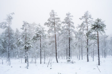 Pine woodland with snow and fog on a  bog