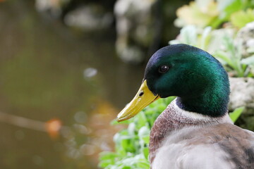 Portrait d'un Canard Colvert mâle vu de profil