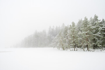 Forest lake with cold fog on a winter day