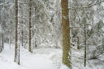 Snowy Spruce forest in wintertime