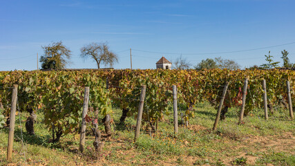 Fototapeta na wymiar Autumn vineyards of Burgundy great wines