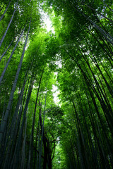 Fototapeta na wymiar Surrounded by bamboos.