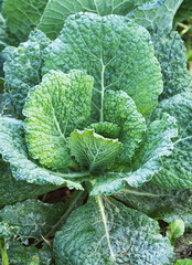 Fresh ripe head of savoy cabbage (Brassica oleracea sabauda) with lots of leaves growing in homemade garden. Close-up. Organic farming, healthy food, BIO viands, back to nature concept.