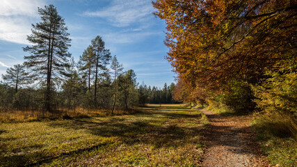 Fototapeta premium Wanderweg im Herbst