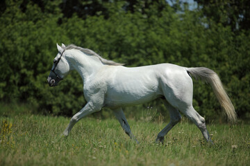 Fototapeta na wymiar Running andalusian horse against green summer forest