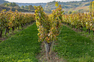 Fototapeta na wymiar Vine training system Burgundy region