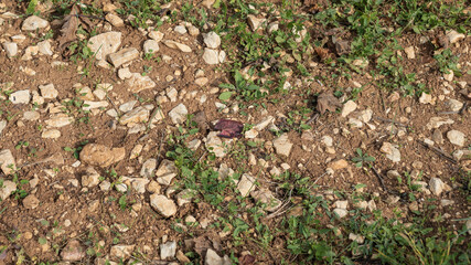 Vineyard soil in Cotes de Beaune Burgundy