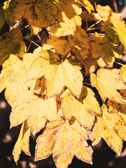 Yellow autumn leaves