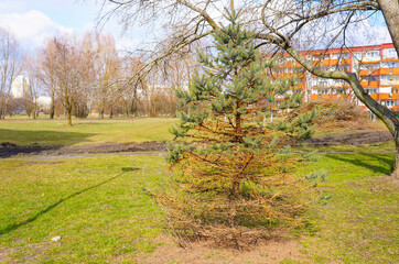 Dying pine tree in a park