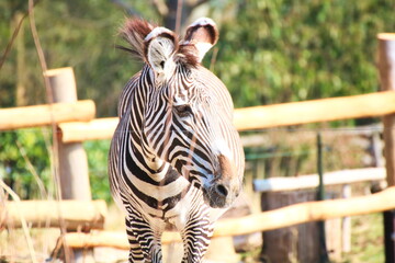 Zebra 1