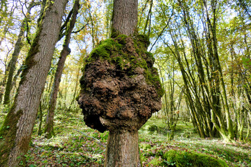 Very large burl distorting the trunk of an oak tree. Highly sort after by woodworkers.
 - obrazy, fototapety, plakaty