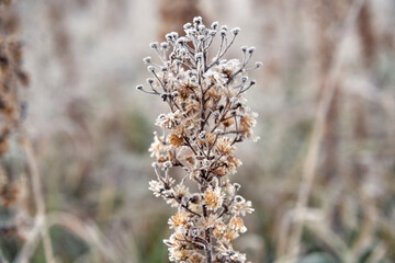The first frost