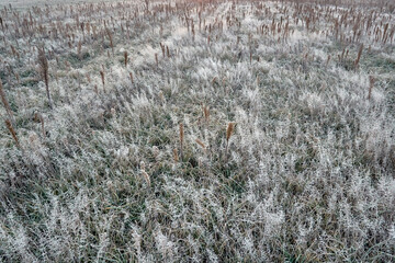 Field in frost