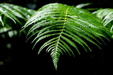 Many shining green fern leaves on black background