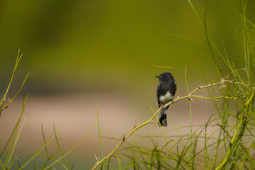 Black Phoebe - Green Background