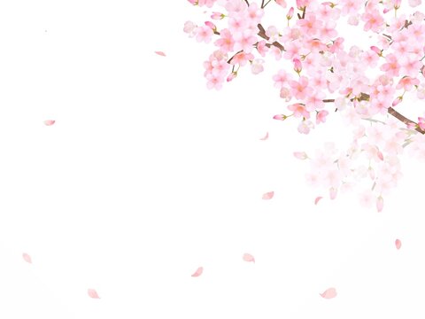 花吹雪 の画像 331 043 件の Stock 写真 ベクターおよびビデオ Adobe Stock