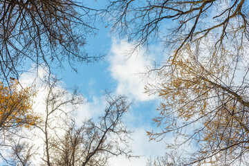Fototapeta na wymiar tree tops, bottom-up view, sky through tree branches, leaf fall season, peace and quiet concept