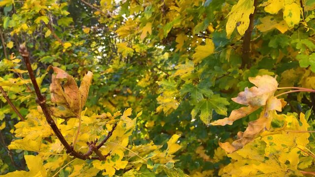 Sonnenlicht scheint durch Herbstlaub 4k Schwenk Sonne