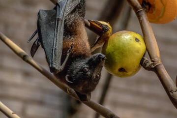 Fledermaus