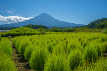 富士山　緑のコキア　河口湖