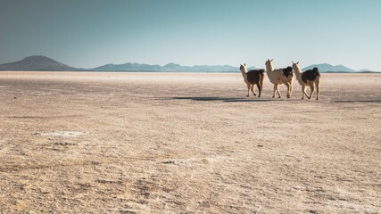 Les lamas, en route pour traverser le salar d'Uyuni