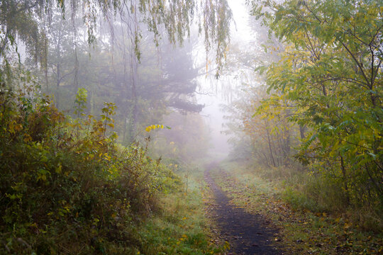 for&ecirc;t myst&eacute;rieuse, et sentier qui s'enfonce dans la br&ucirc;me
