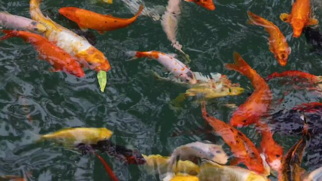 Goldfish koi carps swimming in pond water p2