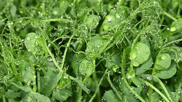 Watering green peas microgreen sprouts