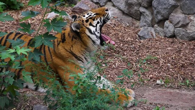 Siberian tiger yawning slow motion p2