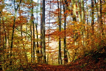 Fototapeta premium Herbst 2021