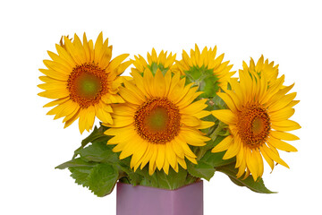 Bouquet of sunflowers isolated on white background