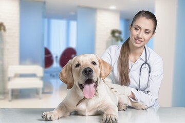 Veterinarian doctor examines cute dog