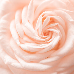 Close up of tender creamy color rose. Color 2024, peach fuzz.