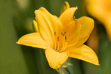 Blooming bud of a yellow varietal tall lily on a garden suburban summer plot. 