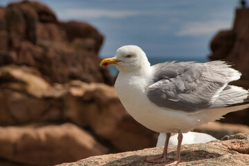 seagull on the rock