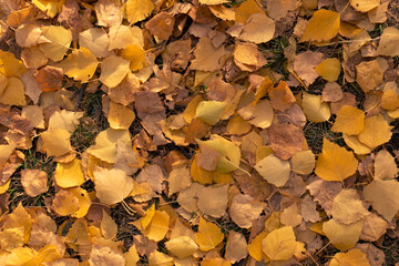 Fallen yellow leaves lie on the ground. Autumn leaves bathed in the sun lie on the grass. Autumn background.