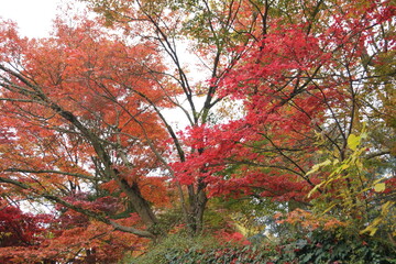 autumn and the colors
